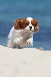 CAVALIER KING CHARLES 133